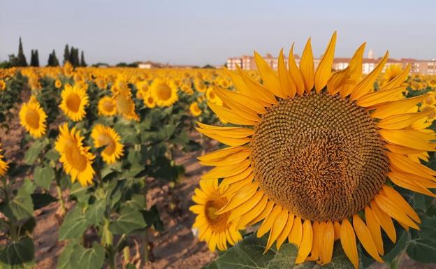 León da por finalizada una campaña de girasol con un 65% más de superficie