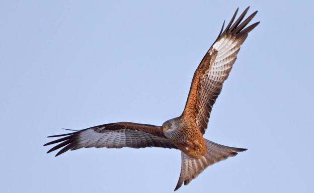 La Junta inicia los trámites preceptivos para la nueva declaración de la comunidad como zona de protección de avifauna