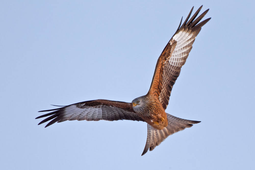 El TSJ dice que Castilla y León puede proteger a las aves para que no se choquen con las líneas eléctricas