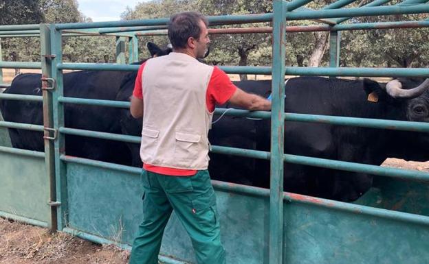 UCCL pide que la administración asuma los costes del traslado de animales y de la vacunación obligatoria dentro de las zonas de restricción de lengua azul