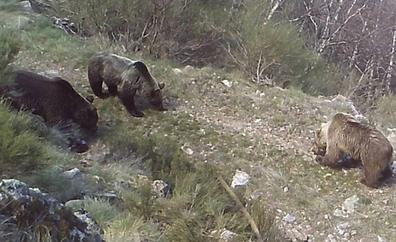 El paso de osos desde Asturias a las montañas leonesas de Omaña y Babia es ya una realidad