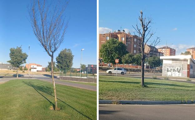 Ciudadanos urge al equipo de gobierno a reforzar el mantenimiento de parques y jardines de León