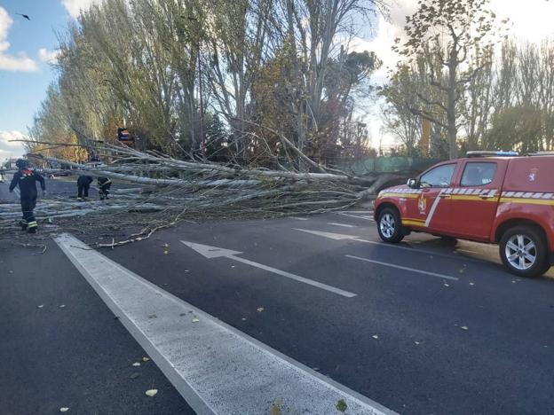 El viento derriba un árbol Sáenz de Miera y los bomberos intervienen en  caídas de tejas | leonoticias