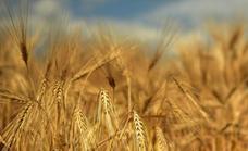 Los precios del cereal tiran de la renta agraria que logra récord en el último año y supera los 3.000 millones de euros
