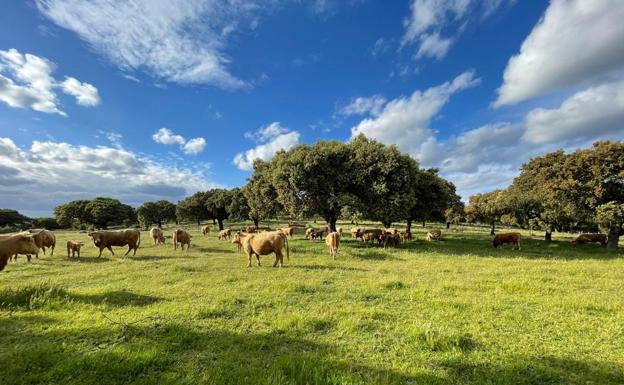 Los pastos comunales quedan fuera de la ayuda a la ganadería extensiva según Asaja