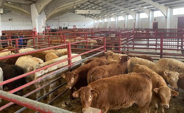 Salamanca aplica una bajada de ocho euros a los cereales