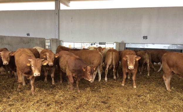 Agricultura destina 9,8 millones a ayudas directas a los ganaderos para paliar las consecuencias del conflicto bélico en Ucrania en el sector