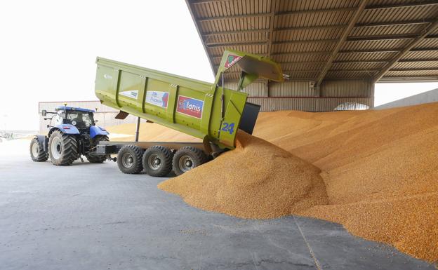 Fuerte caída de los cereales en Zamora