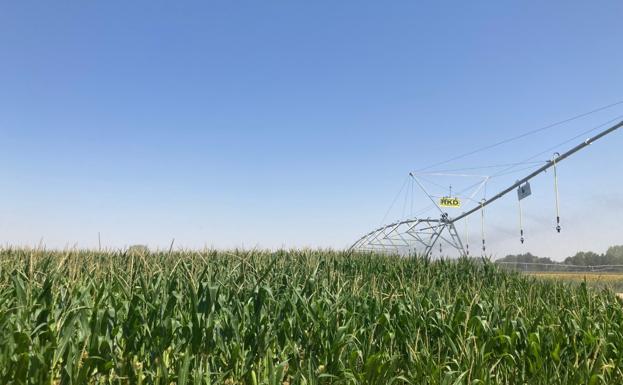 Las precipitaciones de las últimas semanas cambian la tendencia de varios sistemas del Duero