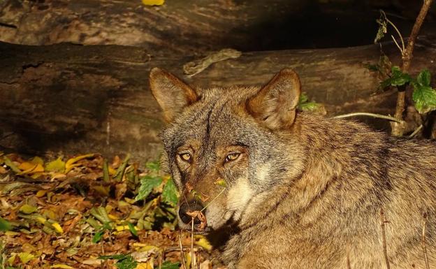 Cendón exige al consejero de Medio Ambiente «deje de tomar el pelo» a los ganaderos de León con el lobo