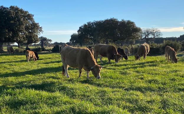 La Alianza valora medidas si la Consejería no incluye en las ayudas agroambientales los pastos comunales