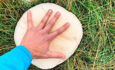 Un champiñón 'gigante' de 25 centímetros 'made in' Carrizo