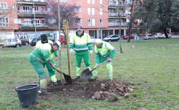 Ponferrada acomete la plantación de nuevos árboles en el Parque del Temple