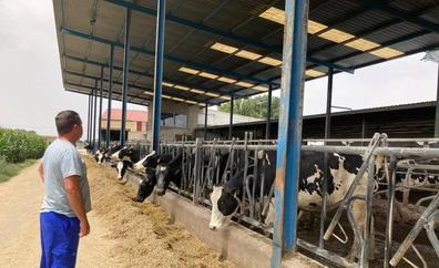 La edad media de los ganaderos del vacuno de leche se sitúa en 52 años en Castilla y León