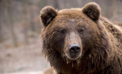 A vueltas con los osos en León: 85.000 euros para instalar pastores eléctricos que prevengan los daños