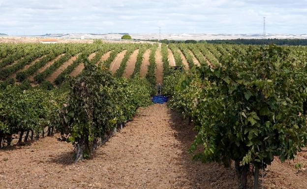 La Junta posibilita la obtención electrónica de los documentos de acompañamiento de los productos vitivinícolas