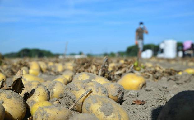 Asaja denuncia que Agricultura excluye a La Valduerna de las ayudas por cultivos de regadío con aguas subterráneas