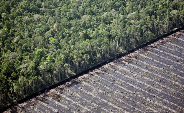 ¿Qué es la COP15? La cumbre para frenar la pérdida masiva de especies