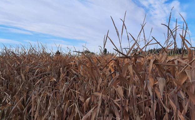 Nuevo varapalo en el precio de los cereales, también en León