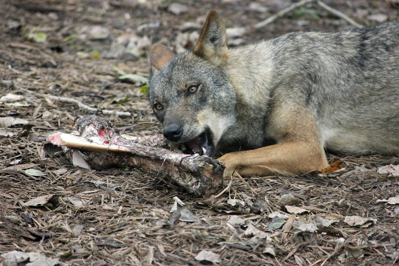 Unión de Uniones considera el Parlamento Europeo «saca los colores» al Miteco en su estrategia del lobo