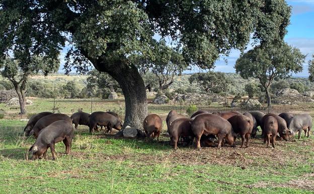 El sector del ibérico mantiene el reto de conseguir una IGP transfronteriza con Portugal