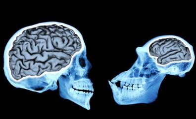 El tamaño del cerebro… ¿importa?