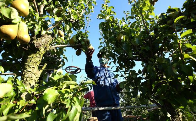Solo el pimiento se salva de un mal año agrícola en los alimentos de calidad de El Bierzo