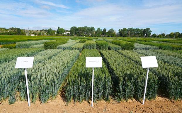 Itacyl lanza una estrategia de desarrollo tecnológico agrario para reducir la brecha digital