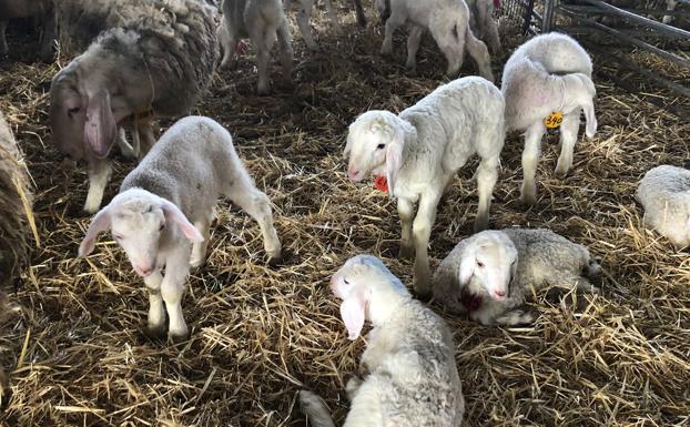 Lechones, tostones y lechazos tiran de la lonja de Zamora