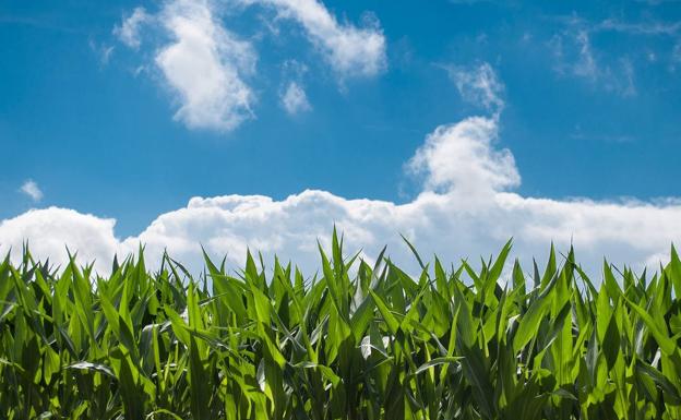 UCCL afirma que el Consejo de Estado hace «oídos sordos» a los cultivadores de maíz de León