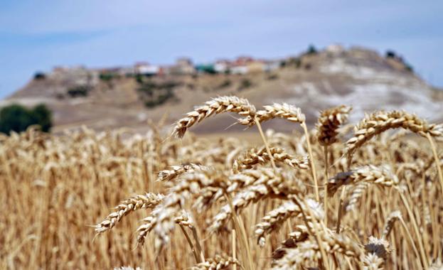 La lonja de León teme que los ajustes de los cereales «no se quedarán aquí»