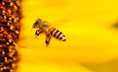 'BeePro', el proyecto leonés junto a cinco países europeos que lucha para evitar la extinción de las abejas
