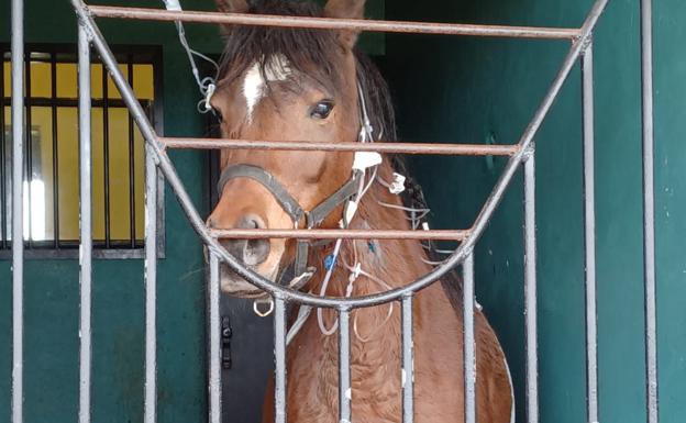 Una nueva urgencia pone en evidencia el cierre del servicio de Cirugía Equina en el Hospital Veterinario de la ULE