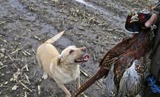 Pacma se concentra para exigir la inclusión de los perros de caza en la ley de protección