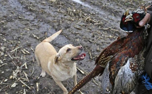 Pacma se concentra para exigir la inclusión de los perros de caza en la ley de protección