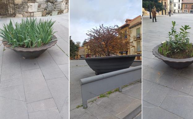 Ciudadanos critica la «descuidada imagen» de los maceteros del centro de León