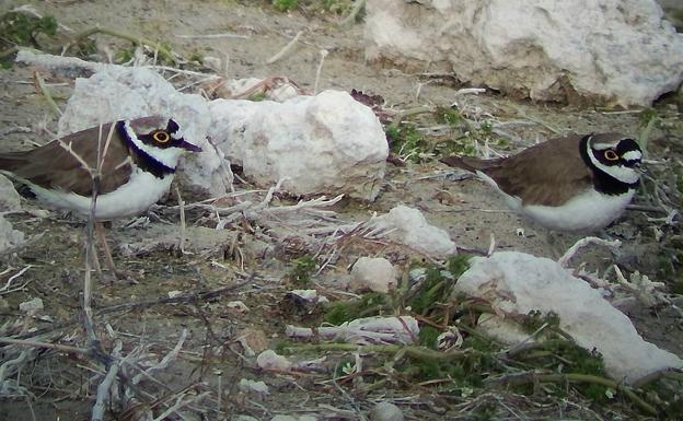 La Junta realizará un nuevo censo de aves acuáticas con la leonesa balsa de Santa Cristina con más de 2.000 ejemplares