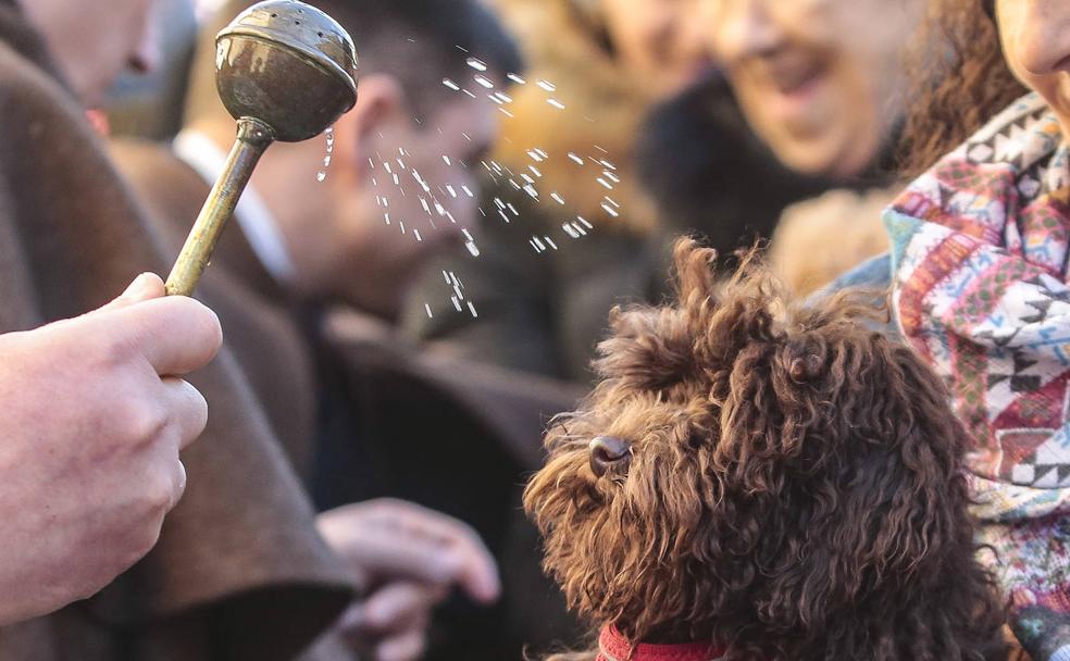 Las mascotas más devotas
