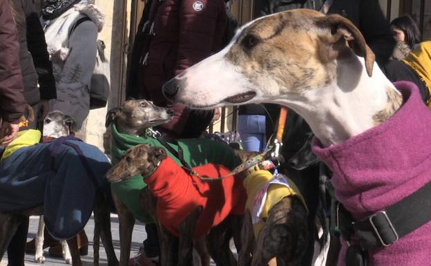 Convocan en León una concentración en contra de la caza y a favor de la protección «de todos los animales»