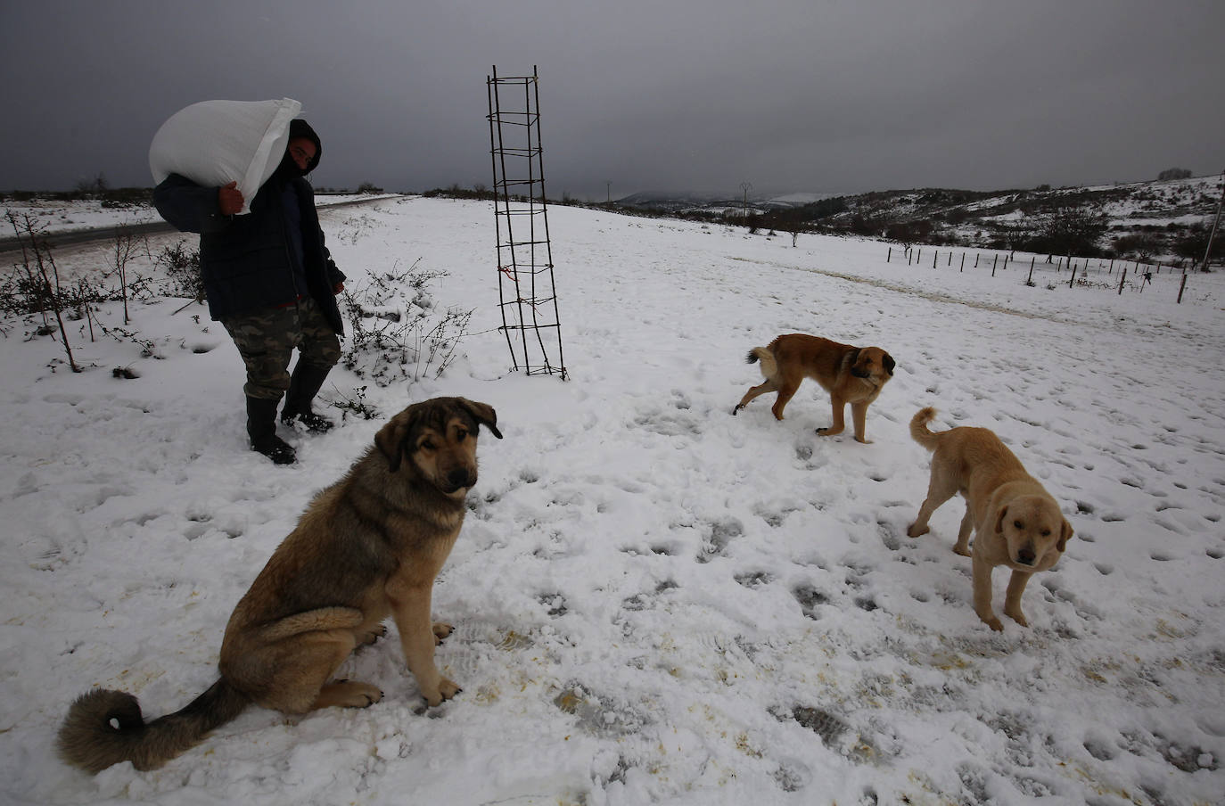 Los mastines disfrutan de la cara más amable de la nieve