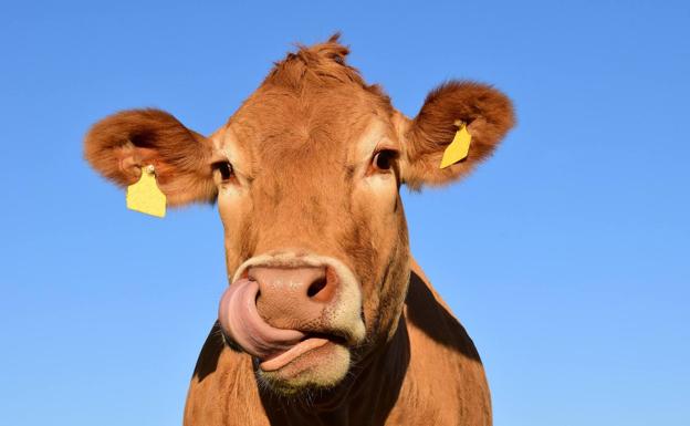 UCCL pide que las indemnizaciones realistas por sacrificio obligatorio de animales