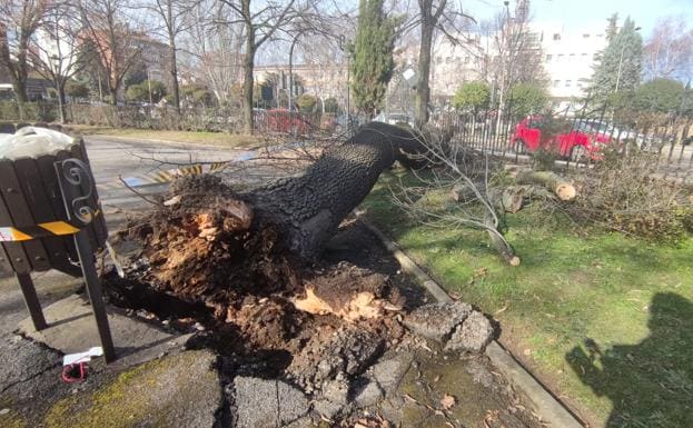 Cae un árbol en el jardín de San Francisco, destroza una parte de la valla y tumba una farola
