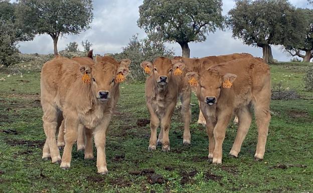 El tiempo esta semana en Castilla y León: heladas generalizadas y actividad en el campo