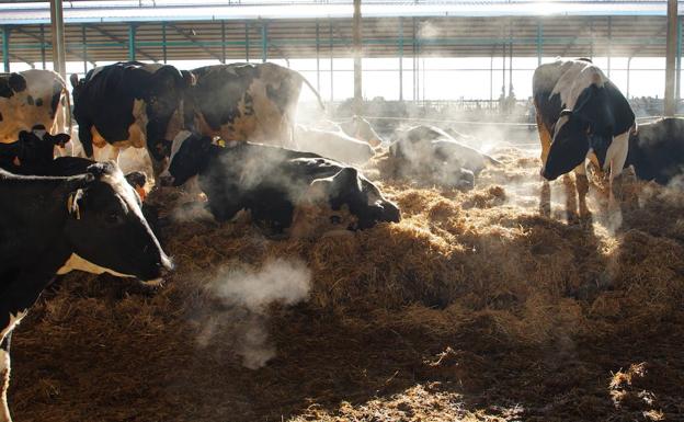 La Junta convoca 2,5 millones en ayudas al asesoramiento a las explotaciones agrarias y ganaderas