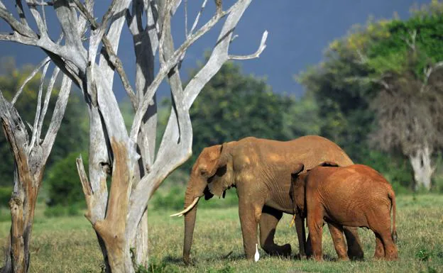 Los elefantes desempeñan un papel clave contra el calentamiento global