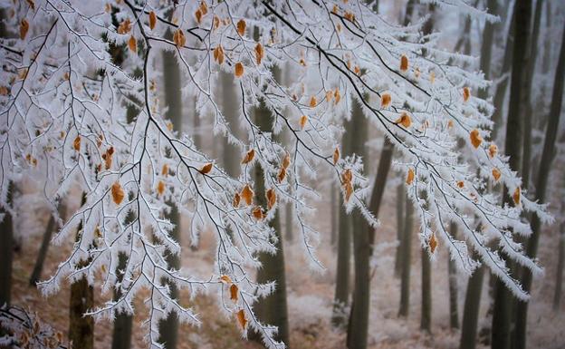 Aemet activa la alerta por bajas temperaturas y el termómetro podría alcanzar los 11 bajo cero en León, Palencia y Soria