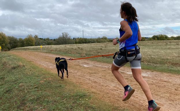 Mushing Montaña Oriental de León sigue triunfando en competiciones de Salamanca y Asturias