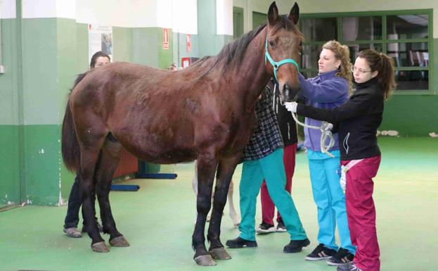 El Hospital Veterinario de la ULE acoge una jornada de cardiología equina