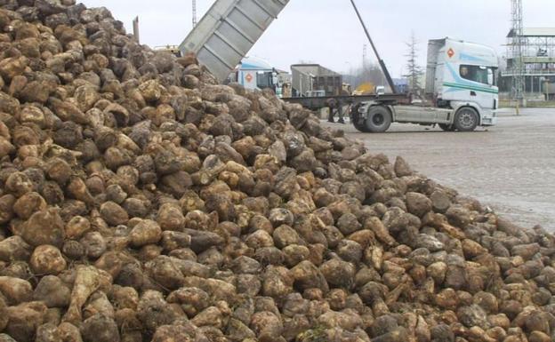 La azucarera de La Bañeza iniciará la campaña remolachera el 9 de febrero