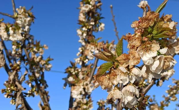 El seguro agrícola asciende un 11% en León hasta los 402 millones, pero cae el 2% la producción